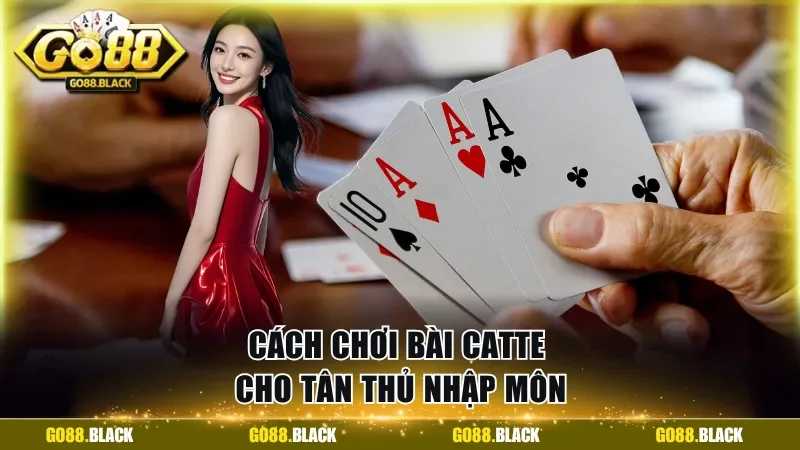 Cách chơi bài Catte cho tân thủ nhập môn
