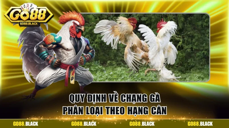 Luật đá gà về quy định phân loại theo hạng cân