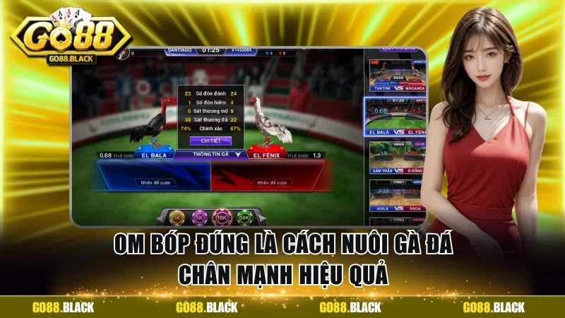 Om bóp đúng là cách nuôi gà đá chân mạnh