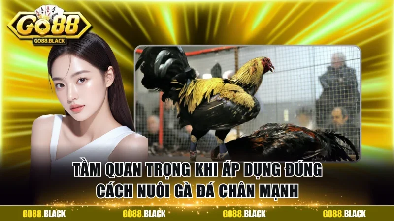 Tầm quan trọng khi áp dụng đúng cách nuôi gà đá chân mạnh